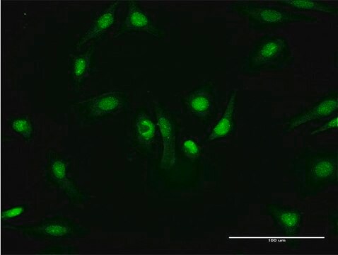 Monoclonal Anti-PKM2, (C-terminal) antibody produced in mouse clone 2D8, purified immunoglobulin, buffered aqueous solution