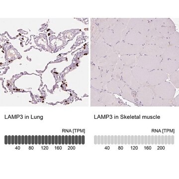 抗-LAMP3 兔抗 Prestige Antibodies&#174; Powered by Atlas Antibodies, affinity isolated antibody, buffered aqueous glycerol solution