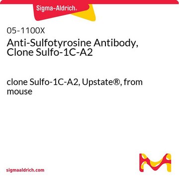 Anti-Sulfotyrosine Antibody, Clone Sulfo-1C-A2 clone Sulfo-1C-A2, Upstate&#174;, from mouse