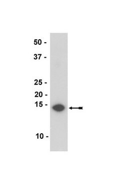 Anti-&#945;-Synuclein Antibody, clone Syn211 ascites fluid, clone Syn211, Upstate&#174;