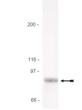 Anticuerpo anti-STAT3 Upstate&#174;, from rabbit