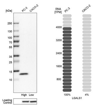 Anti-LGALS1 antibody produced in rabbit Prestige Antibodies&#174; Powered by Atlas Antibodies, affinity isolated antibody, buffered aqueous glycerol solution