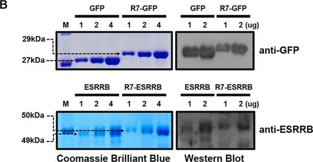 Anti-Grün fluoreszierendes Protein-Antikörper Chemicon&#174;, from rabbit