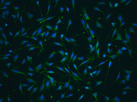 YUMM2.2 Mouse Melanoma Cell Line