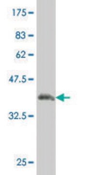 Monoclonal Anti-JAG1 antibody produced in mouse clone 1B7, purified immunoglobulin, buffered aqueous solution