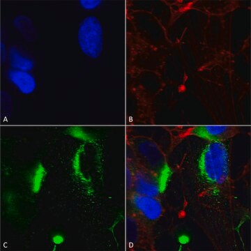 Monoclonal Anti-Task1 Potassium Channel - Percp antibody produced in mouse clone S374-48, purified immunoglobulin