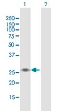 Anti-C1QB antibody produced in mouse purified immunoglobulin, buffered aqueous solution