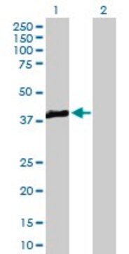 Anti-TRIB3 antibody produced in mouse purified immunoglobulin, buffered aqueous solution