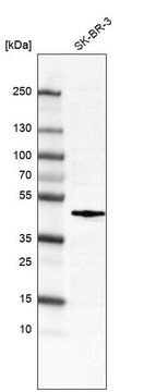 Monoclonal Anti-FOS antibody produced in mouse Prestige Antibodies&#174; Powered by Atlas Antibodies, clone CL6381, purified immunoglobulin, buffered aqueous glycerol solution