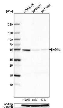 Anti-ADSL antibody produced in rabbit Prestige Antibodies&#174; Powered by Atlas Antibodies, affinity isolated antibody, buffered aqueous glycerol solution