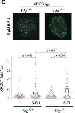 Anti-XRCC1 ウサギ宿主抗体 ~1&#160;mg/mL, affinity isolated antibody, buffered aqueous solution