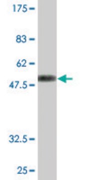 Monoclonal Anti-MS4A6A antibody produced in mouse clone 2D12, purified immunoglobulin, buffered aqueous solution