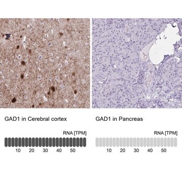 Anti-GAD1 antibody produced in rabbit Prestige Antibodies&#174; Powered by Atlas Antibodies, affinity isolated antibody, buffered aqueous glycerol solution