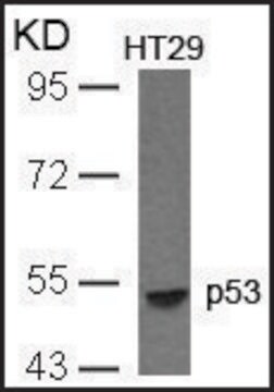 Anti-TP53 (Ab-33) antibody produced in rabbit affinity isolated antibody