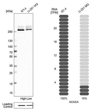 Anti-ACACA antibody produced in rabbit Prestige Antibodies&#174; Powered by Atlas Antibodies, affinity isolated antibody