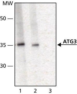 Anti-ATG3 in Kaninchen hergestellte Antikörper affinity isolated antibody, buffered aqueous solution