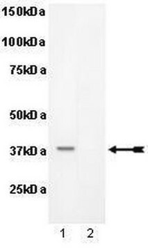 Anti-phospho-PKA Catalytic &#946; subunit (Ser338) Antibody Upstate&#174;, from rabbit