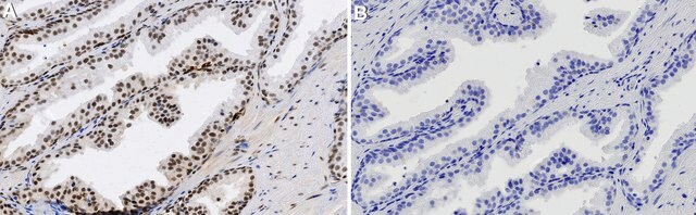 Anti-NRF1 Antibody, clone 1J3 ZooMAb&#174; Rabbit Monoclonal recombinant, expressed in HEK 293 cells