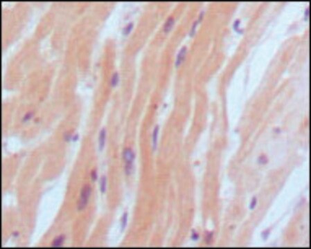 Monoclonal Anti-NPPB antibody produced in mouse clone 9H6B4, ascites fluid