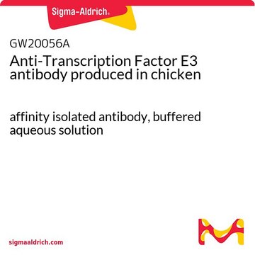 Anti-Transcription Factor E3 antibody produced in chicken affinity isolated antibody, buffered aqueous solution