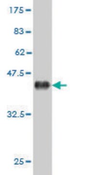 Monoclonal Anti-EPHB6 antibody produced in mouse clone 3B6, purified immunoglobulin, buffered aqueous solution