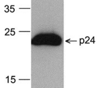 Monoklonalny anty-HIV-1p24 [8G9] (HRP) purified antibody (Protein A IgG)