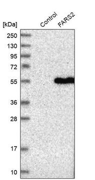 Anti-FARS2 antibody produced in rabbit Prestige Antibodies&#174; Powered by Atlas Antibodies, affinity isolated antibody, buffered aqueous glycerol solution