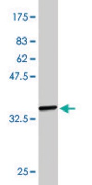 Monoclonal Anti-PTK7 antibody produced in mouse clone 4D4, purified immunoglobulin, buffered aqueous solution