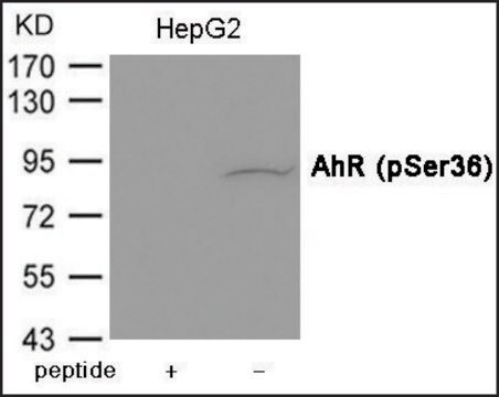 Anti-phospho-AhR (pSer36) antibody produced in rabbit affinity isolated antibody