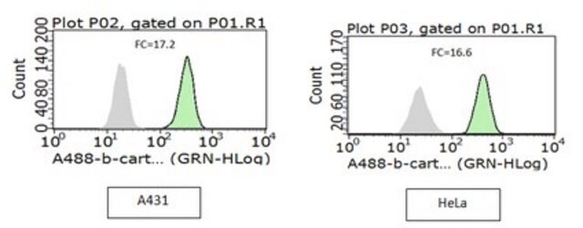 Anti-Active-&#946;-Catenin Antibody, clone 8E7, Alexa Fluor&#8482; 488 clone 8E7, from mouse, ALEXA FLUOR&#8482; 488