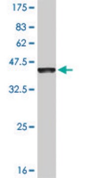 Monoclonal Anti-EVI2B antibody produced in mouse clone 2G9, purified immunoglobulin, buffered aqueous solution