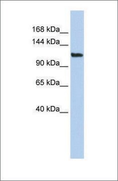 抗AFF3抗体 ウサギ宿主抗体 affinity isolated antibody