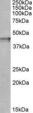 Anti-OPRK1 (C-terminal) antibody produced in goat affinity isolated antibody, buffered aqueous solution