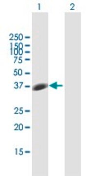 Anti-STX7 antibody produced in mouse purified immunoglobulin, buffered aqueous solution