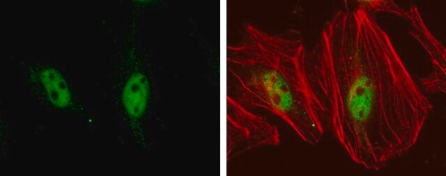 Monoclonal Anti-TEF1 antibody produced in mouse clone GT13112, affinity isolated antibody