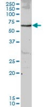 ANTI-MUS81 antibody produced in mouse purified immunoglobulin, buffered aqueous solution