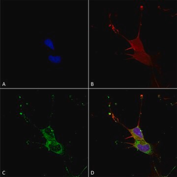 Monoclonal Anti-Neuroligin - Apc antibody produced in mouse clone S97A-31, purified immunoglobulin