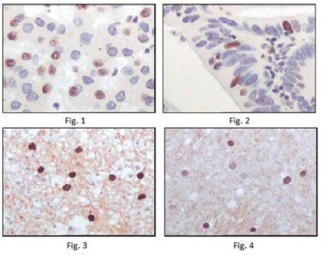 Anti-TIP60 Antibody, clone 3F9 ascites fluid, clone 3F9, from mouse