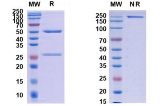 Przeciwciało anty-Monkeypox virus/MPXV H3L (SAA0282)