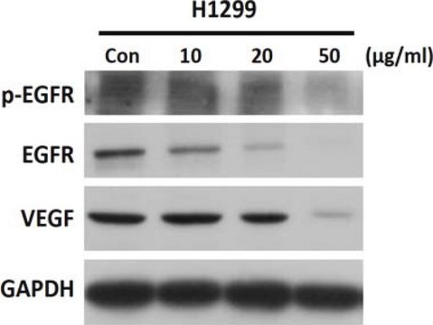 Anticuerpo anti-VEGF from rabbit, purified by affinity chromatography