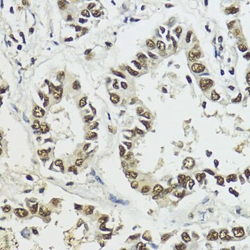 Anti-Phospho-Histone H3-S10/T11 antibody produced in rabbit