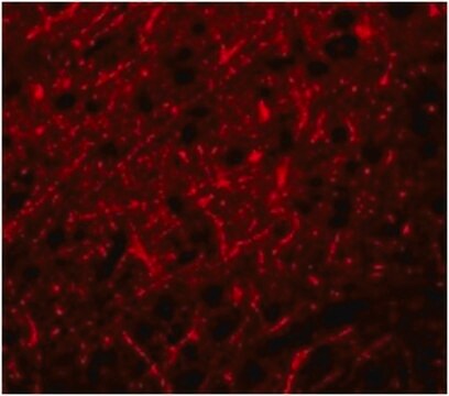 Anti-PRDM16-Antikörper from rabbit, purified by affinity chromatography