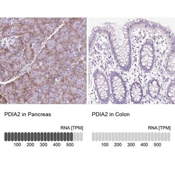 Anti-PDIA2 antibody produced in rabbit Prestige Antibodies&#174; Powered by Atlas Antibodies, affinity isolated antibody, buffered aqueous glycerol solution