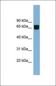 Anti-RIC8B antibody produced in rabbit affinity isolated antibody