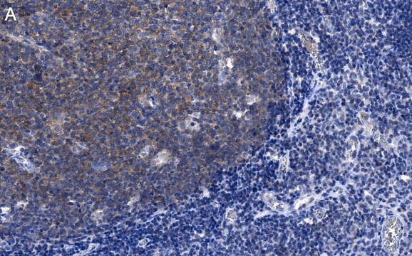 Anti-CD19 Antibody, clone 3E7 ZooMAb&#174; Rabbit Monoclonal recombinant, expressed in HEK 293 cells