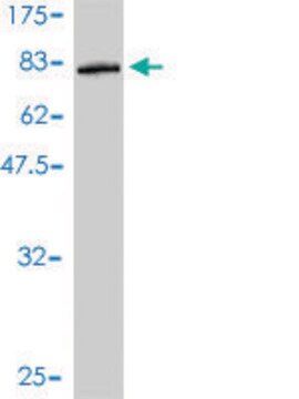 Monoclonal Anti-SAMSN1 antibody produced in mouse clone 1B8, purified immunoglobulin, buffered aqueous solution