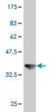 Monoclonal Anti-VPS11 antibody produced in mouse clone 1H1, purified immunoglobulin, buffered aqueous solution