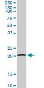 抗ARL11抗体 ウサギ宿主抗体 purified immunoglobulin, buffered aqueous solution