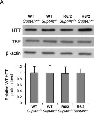 Anticorpo anti-proteina huntingtina, a.a. 181-810, clone 1HU-4C8 ascites fluid, clone 1HU-4C8, Chemicon&#174;