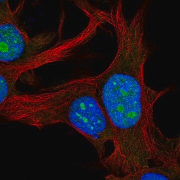 Anti-RPL22L1 antibody produced in rabbit Prestige Antibodies&#174; Powered by Atlas Antibodies, affinity isolated antibody